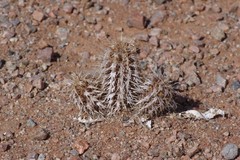 Acanthopsis hoffmannseggiana