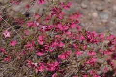 Hermannia stricta