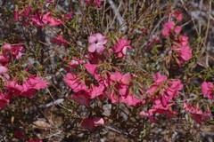 Hermannia stricta