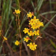 Utricularia chrysantha