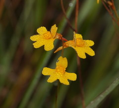 Utricularia chrysantha