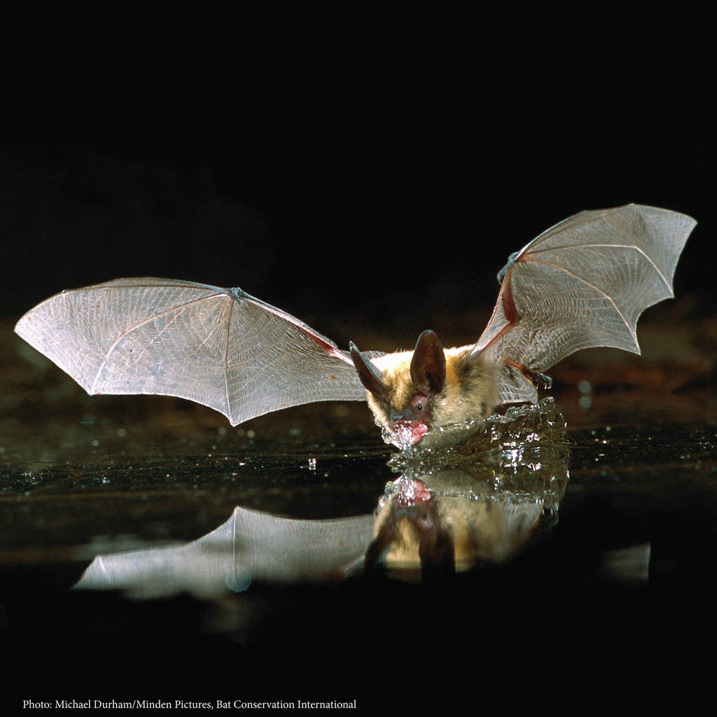 Long-eared Myotis