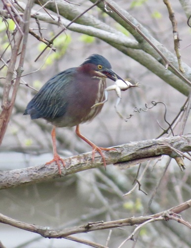 Green Heron photographed in New York