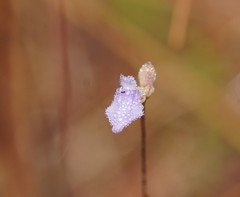 Utricularia caerulea