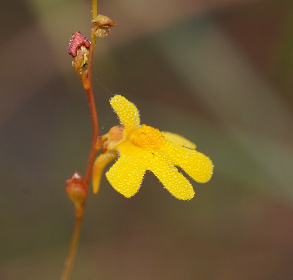Utricularia chrysantha R.Br. 4