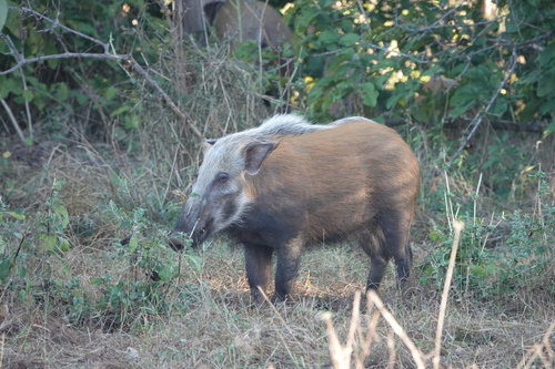 Bushpig