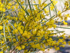 Acacia provincialis