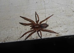 Notiodrassus distinctus