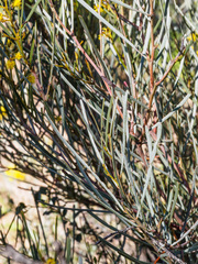 Acacia provincialis