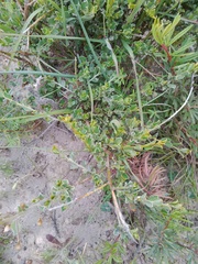 Podalyria microphylla