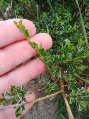 Podalyria microphylla