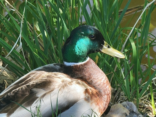 Mallard photographed in Idaho