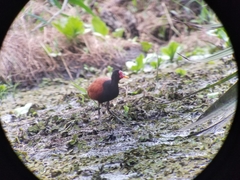 Jacana jacana