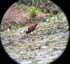 Jacana jacana