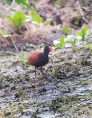 Jacana jacana