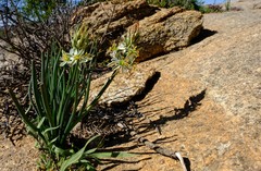 Albuca consanguinea
