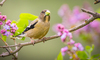 Northwestern Evening Grosbeak - Photo (c) Andrew Thomas, some rights reserved (CC BY-NC), uploaded by Andrew Thomas