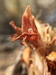 Aphyllon californicum feudgei