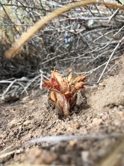 Aphyllon californicum feudgei