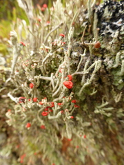 Cladonia polydactyla
