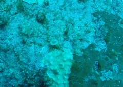 Caryophyllia smithii