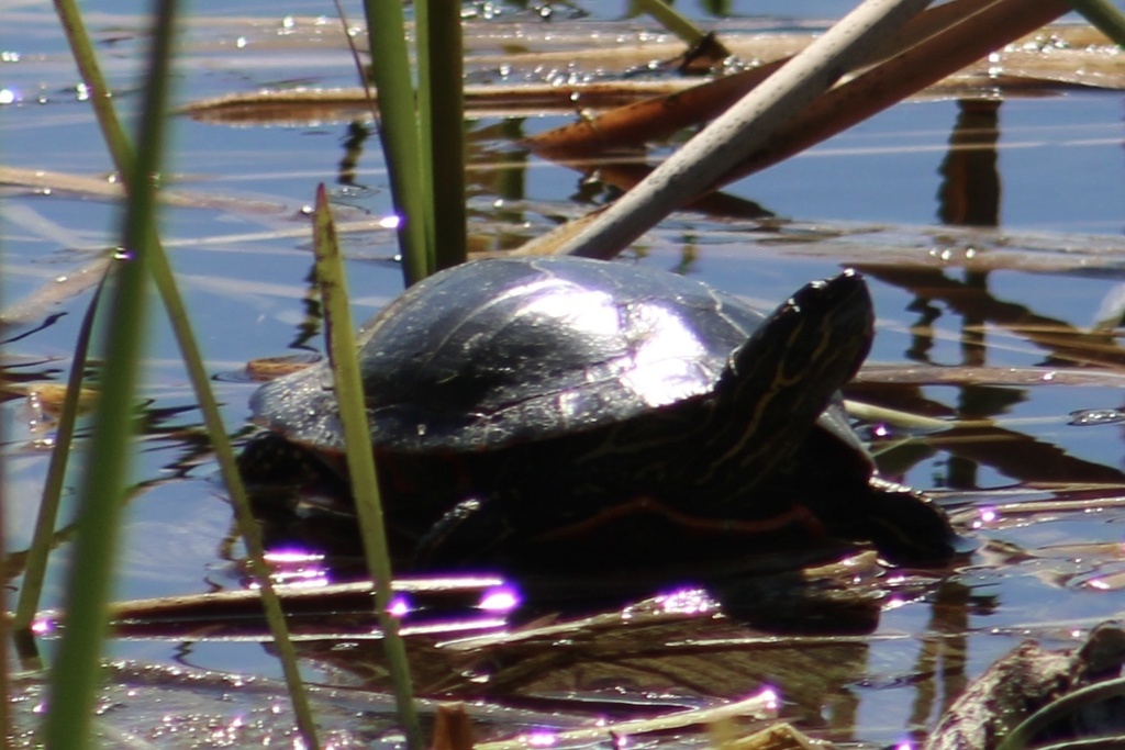 Turtle Intrails Painted Turtle from Marlatt Trails, Longmont, CO, US on May 8, 2025 at ...