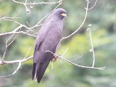 Rostrhamus sociabilis