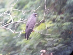 Rostrhamus sociabilis
