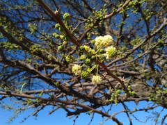 Vachellia robusta robusta