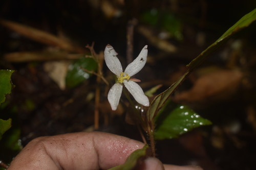 Begonia agusanensis