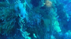 Laminaria ochroleuca