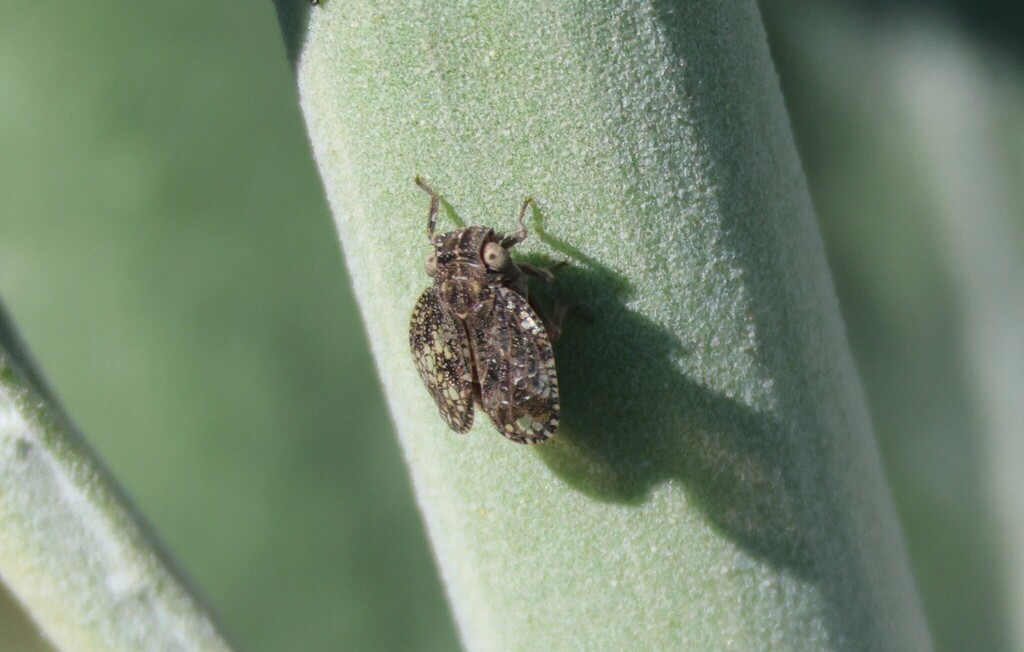 Dictyobia semivitrea