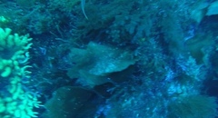 Laminaria ochroleuca