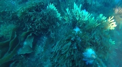 Laminaria ochroleuca