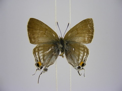 Hypolycaena philippus philippus