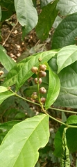Alchornea rugosa
