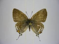 Hypolycaena philippus philippus