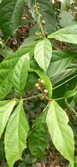 Alchornea rugosa