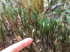 Dawsonia