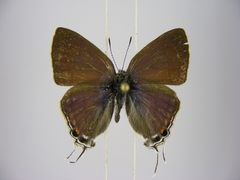 Hypolycaena philippus philippus