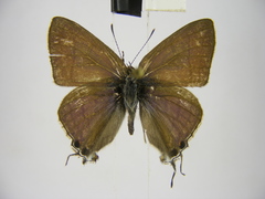 Hypolycaena philippus philippus
