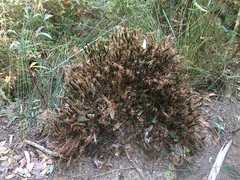 Dawsonia