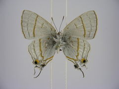 Hypolycaena philippus philippus