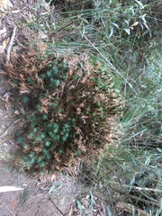 Dawsonia