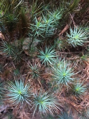 Dawsonia