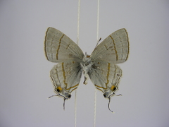 Hypolycaena philippus philippus