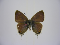 Hypolycaena philippus philippus