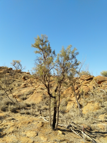 Image of Hakea divaricata by (c) SJM McFish, some rights reserved (CC BY-SA)