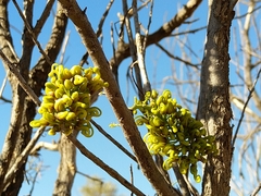 Hakea divaricata