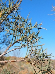 Hakea divaricata